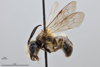 Media type: image;   Entomology 774004 Aspect: habitus lateral view